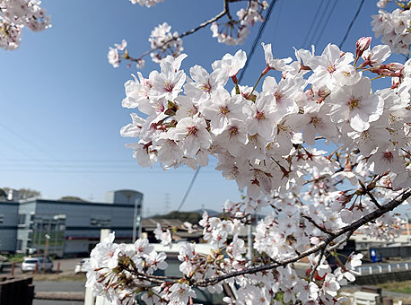 桜