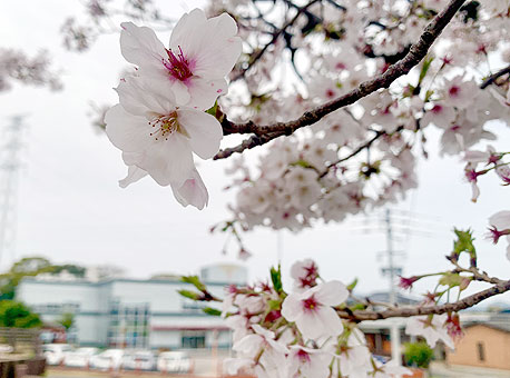 桜